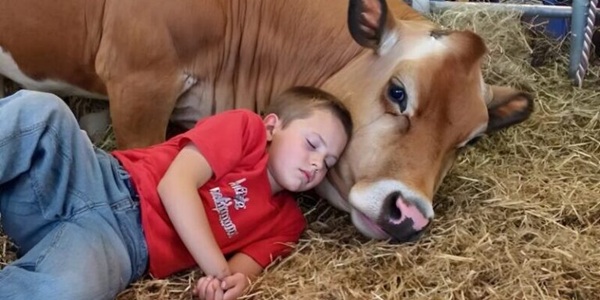 My little brother refuses to sleep in his bed—he says the cow knows the truth