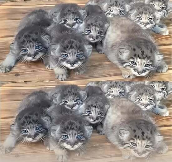 Farmer found abandoned kittens but turns out they cost a fortune..