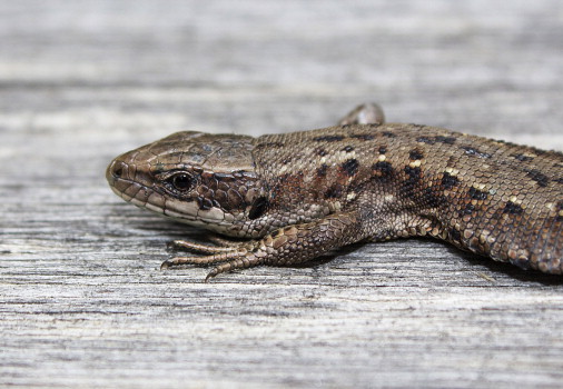 When a lizard visits your house that’s a sign