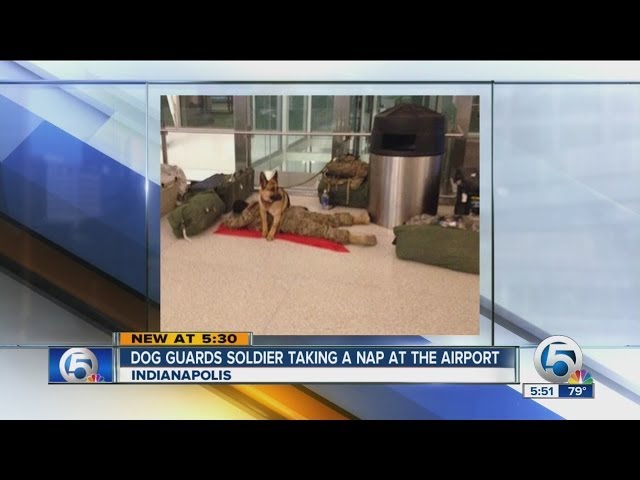 Faithful Friend: Dog Guards Soldier Taking a Nap at the Airport