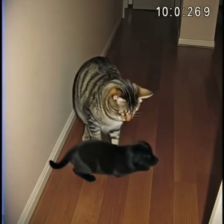 After my cat brought home puppies from who knows where, a policeman knocked on the