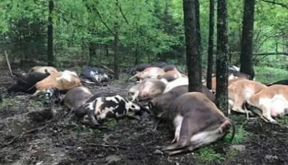 Farmer’s Nightmare: 32 Cows Found Dead in One Devastating Pile