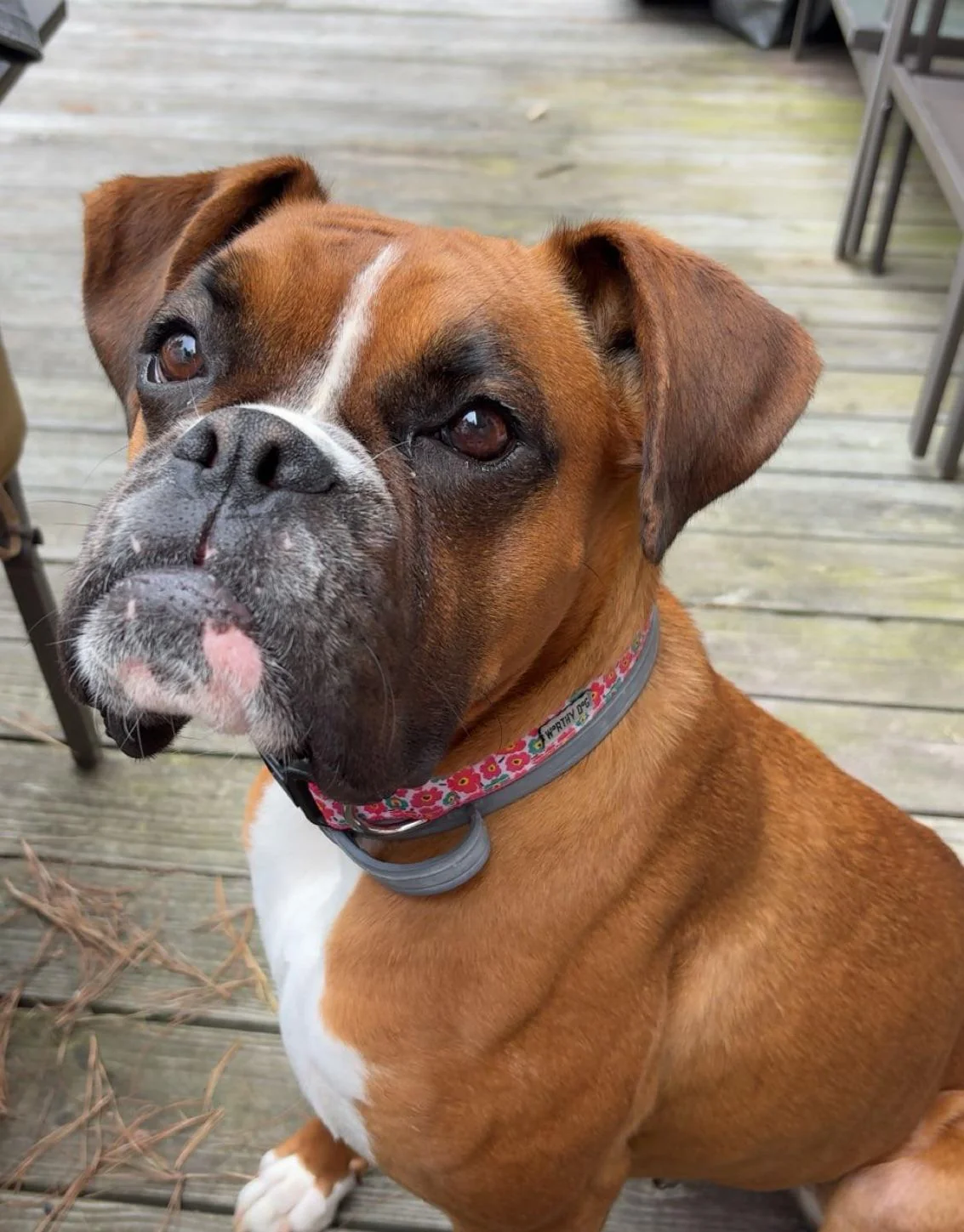 The Puppy With the Collar That Changed Everything