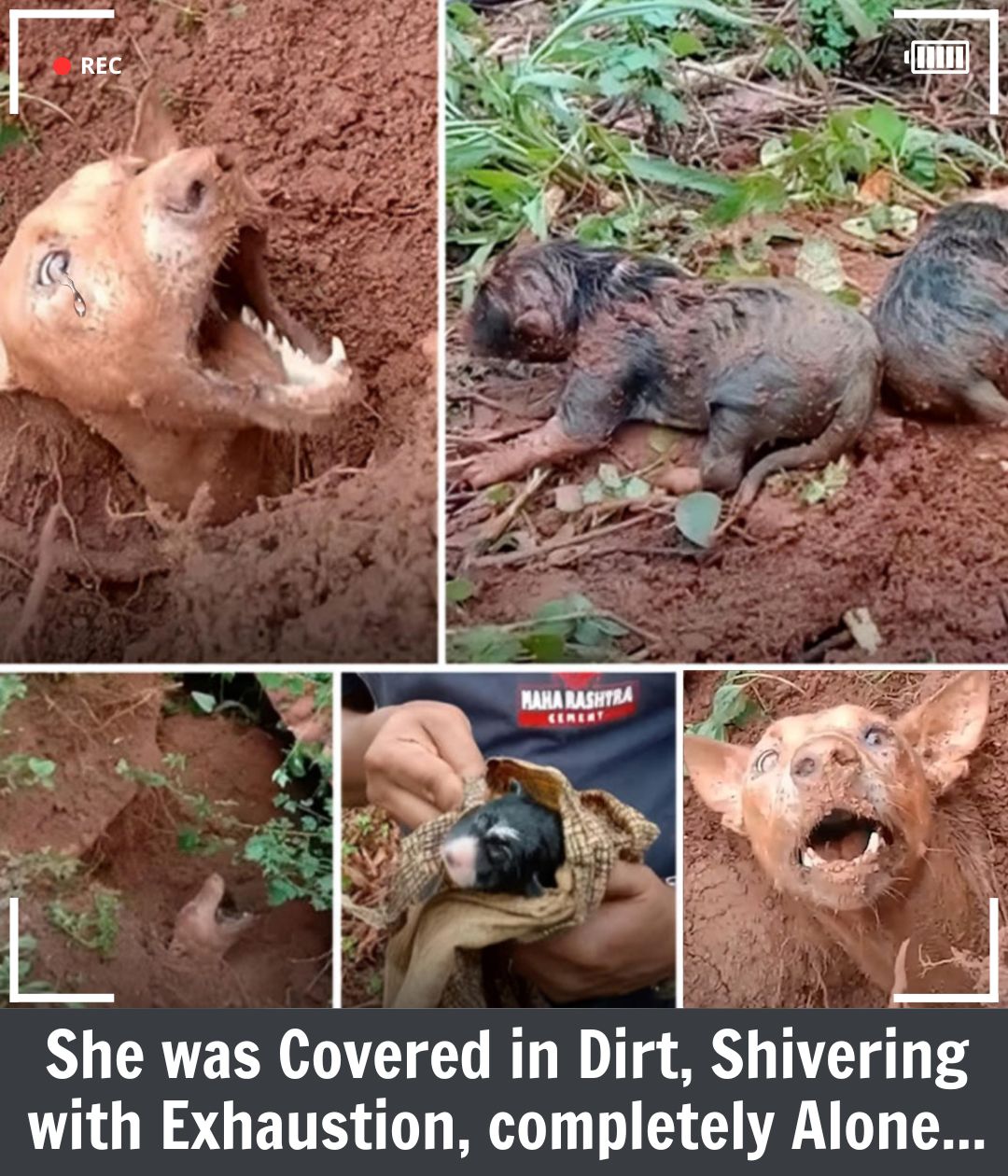 Hope and Her Puppies: A Heartwarming Rescue That Changed Lives