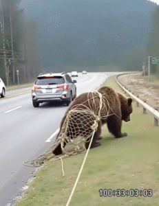 When Kindness Meets the Wild: An Unexpected Encounter with a Bear