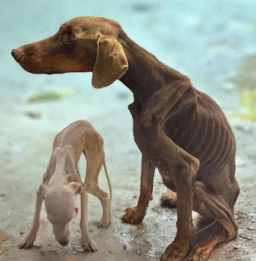 They Were Locked Up, Starved, and Begged to Be Saved – A Heartwarming Rescue Story