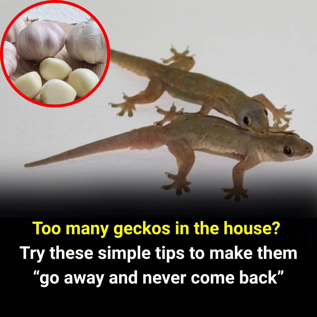 How to Get Rid of Geckos Naturally (and Why You Might Want to Keep Them)