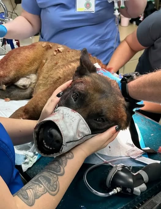 Bravery Under the Knife: K-9 Enzo Fights for His Life After Being Stabbed on Duty