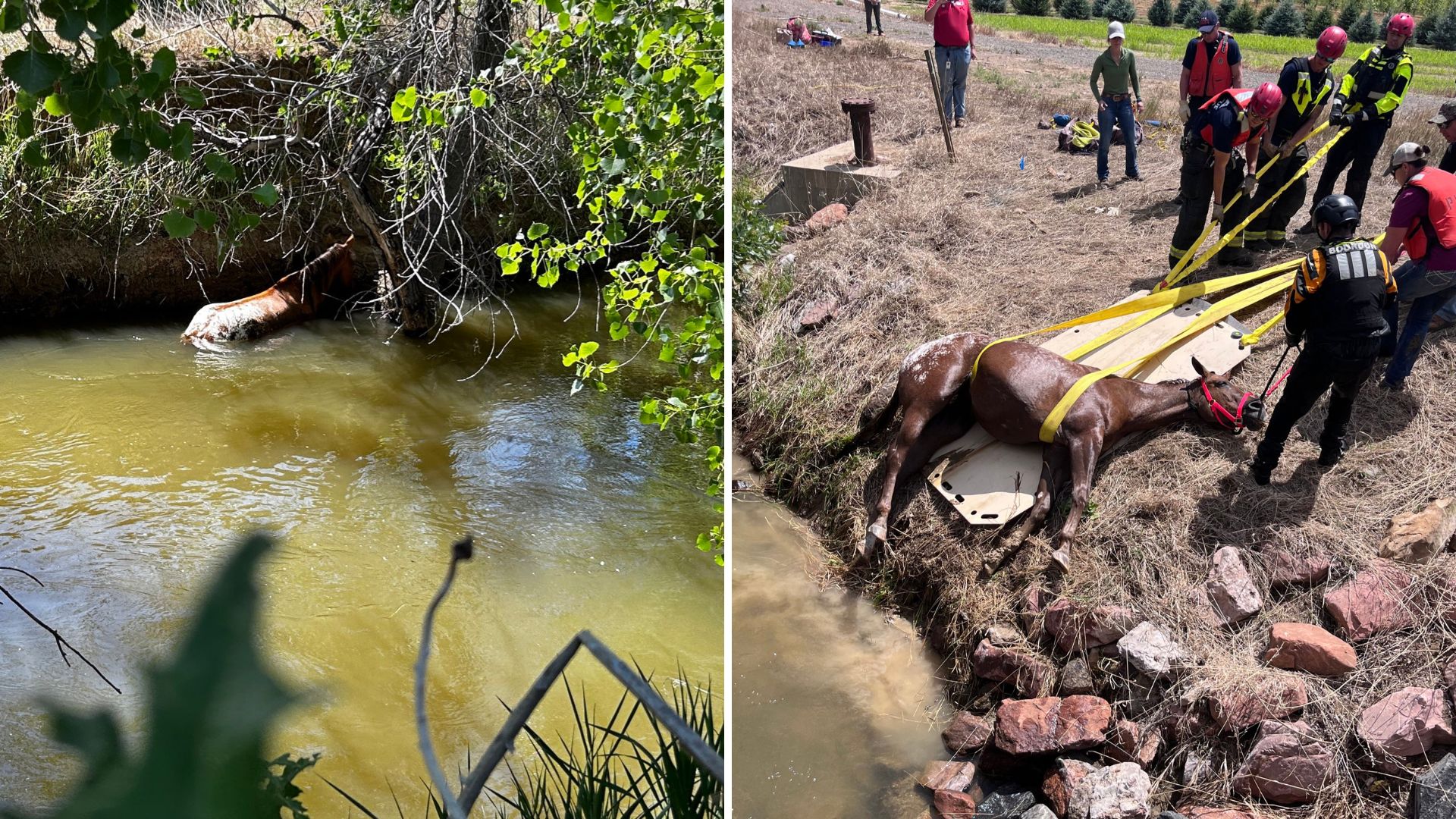 Heroic Colorado Firefighters Rescue Blind Horse from Drowning in Canal