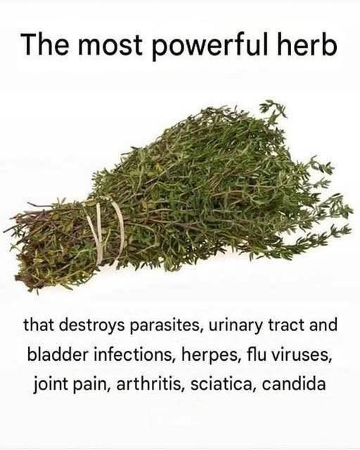 The Most Potent Herb That Destroys Parasites and Supports Urinary Tract Health