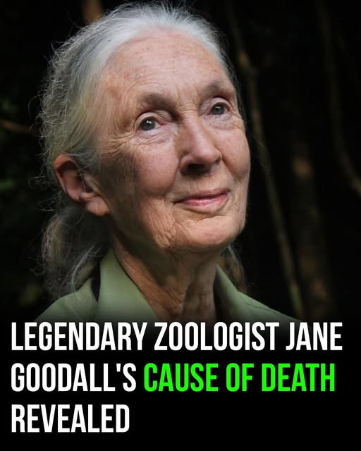 Legendary zoologist Jane Goodall cause of death revealed!