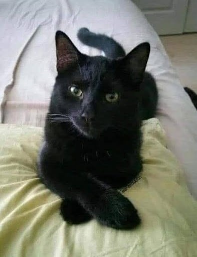 Did you know that if a black CAT approaches you, it’s a clear sign that… See more