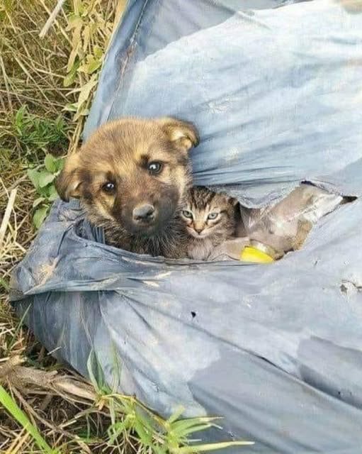 Abandoned but Not Alone: The Inspiring Friendship Between a Puppy and a Kitten