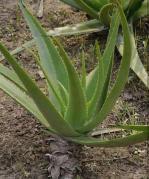 Just a piece of aloe vera and you will no longer suffer…