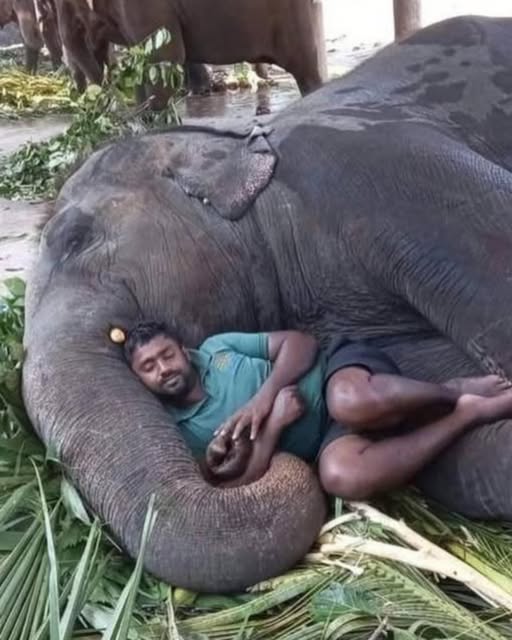 The Healing Touch: A Man and Elephant’s Silent Bond