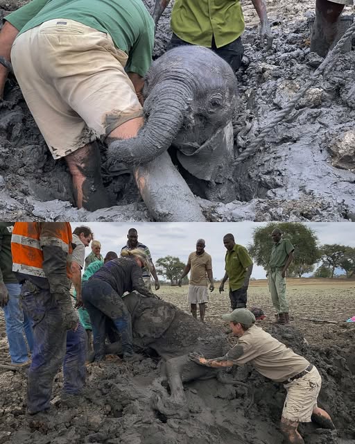 Tess and Mana: A Tale of Survival and Compassion