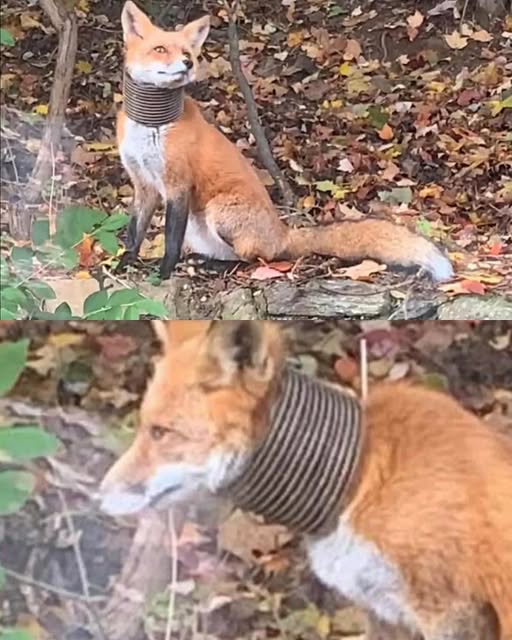 A Wild Fox in Danger: The Brave Rescue by a Loyal Pack of Dogs