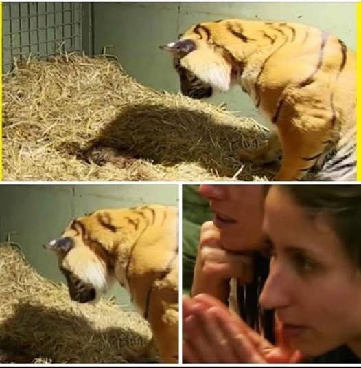 Tiger gives birth to a lifeless cub only to have caretakers astonished when her mothers instincts kick in!