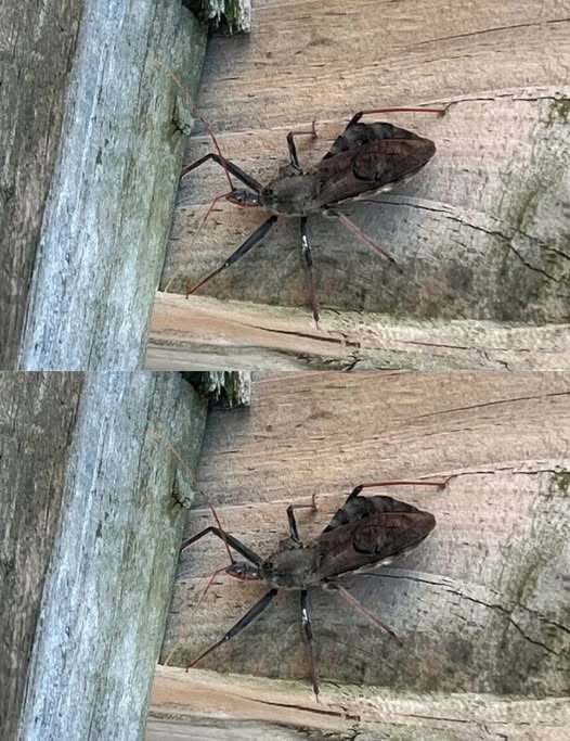 Bitten by an Assassin Bug? Here is What You Should Do Immediately