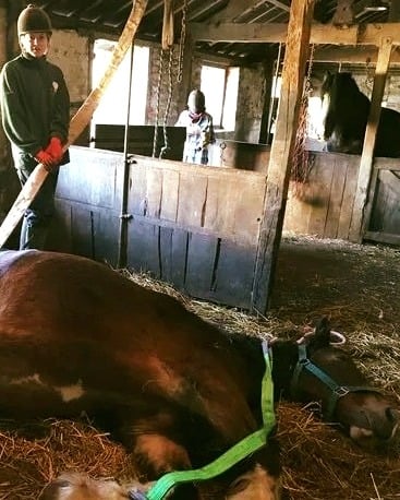 Dying horse collapses – before she’s put down, stable mate steps in and does what humans couldn’t