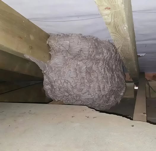 A man, thinking he had found a hornet nest in his attic, was struck with panic when he discovered what was really inside