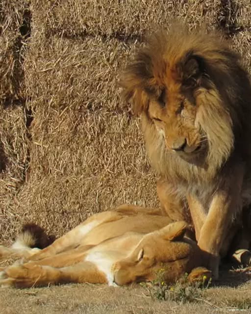 Leo and Muñeca: A Story of Unbreakable Love and Loyalty