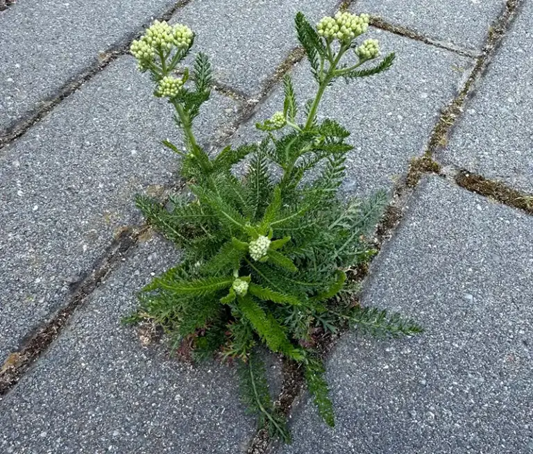 Yarrow Power: 30 Amazing Benefits of This Ancient Healing Herb