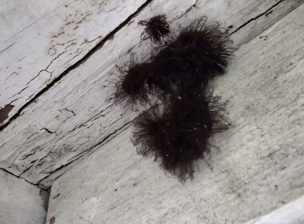 Be Very Careful If You See This in the Corner of Your Room — And Don’t Touch It!