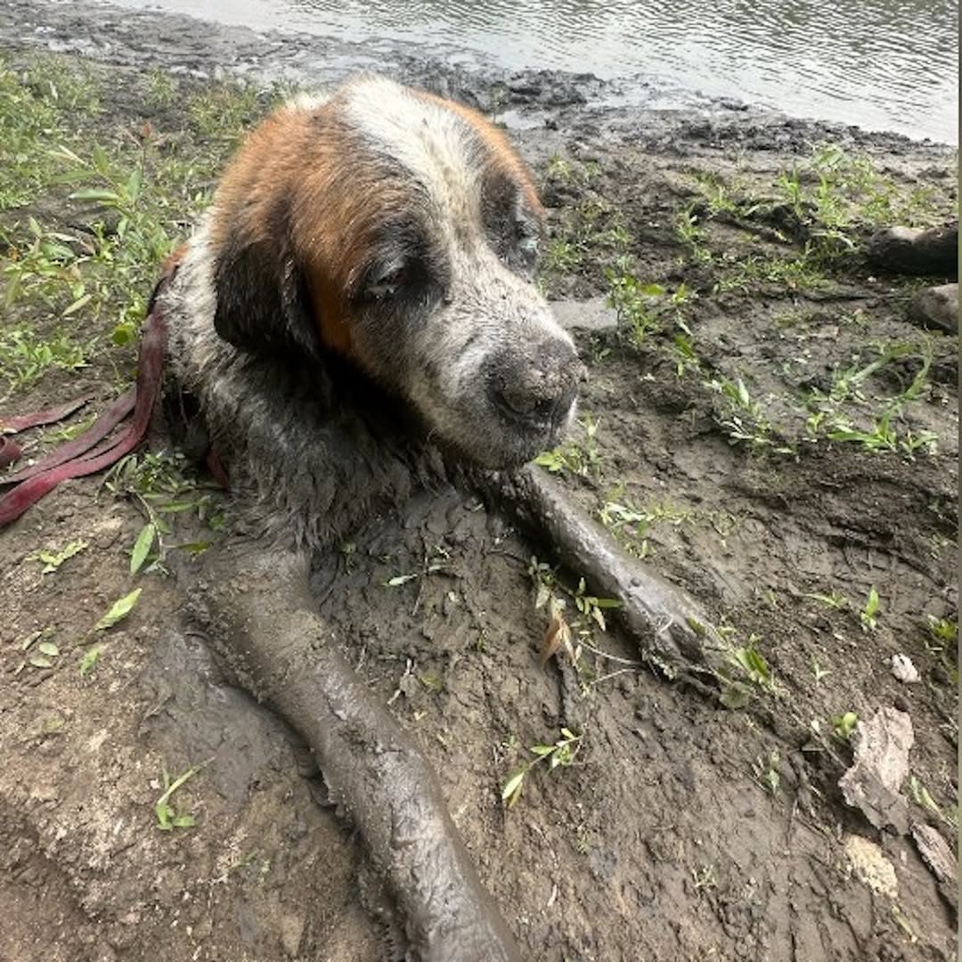 Bachelor Party Drops Everything When They See a Head Poking Out of the Mud