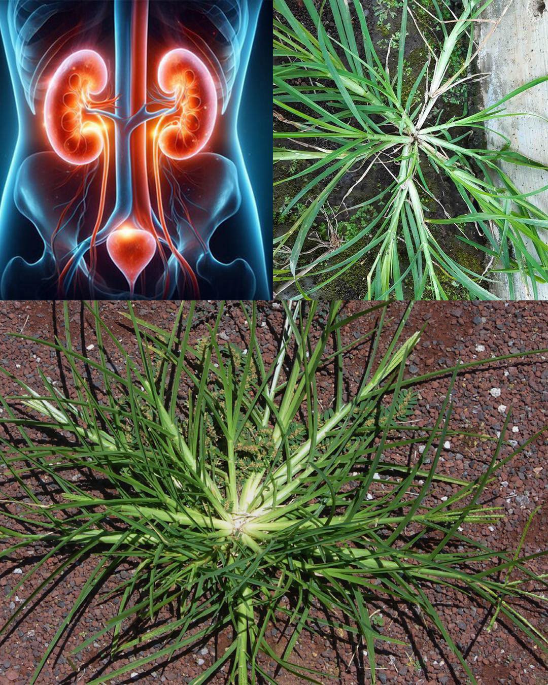 UNLEASHING THE POWER OF GOOSE GRASS: THE MIRACLE WEED HIDING IN YOUR BACKYARD