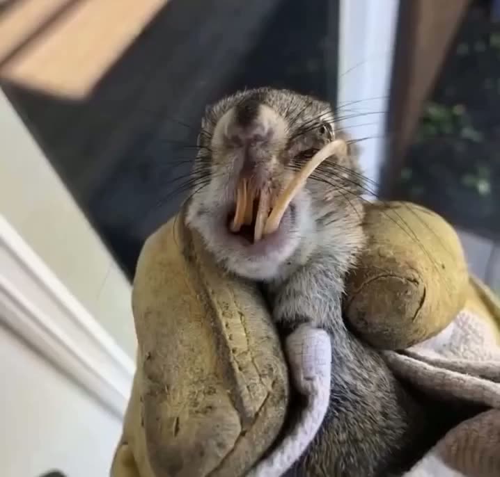 Giant Tooth, Second Chance: The Heartwarming Story of a Squirrel’s New Lease on Life