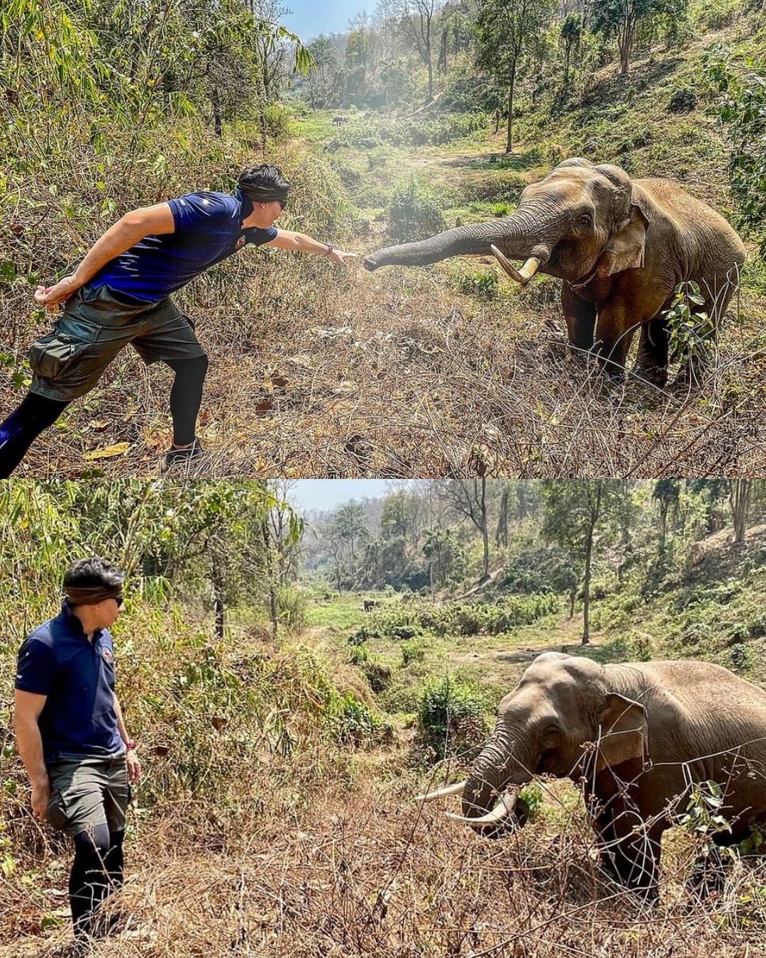 The Elephant’s Promise: A Reunion of Unspoken Gratitude