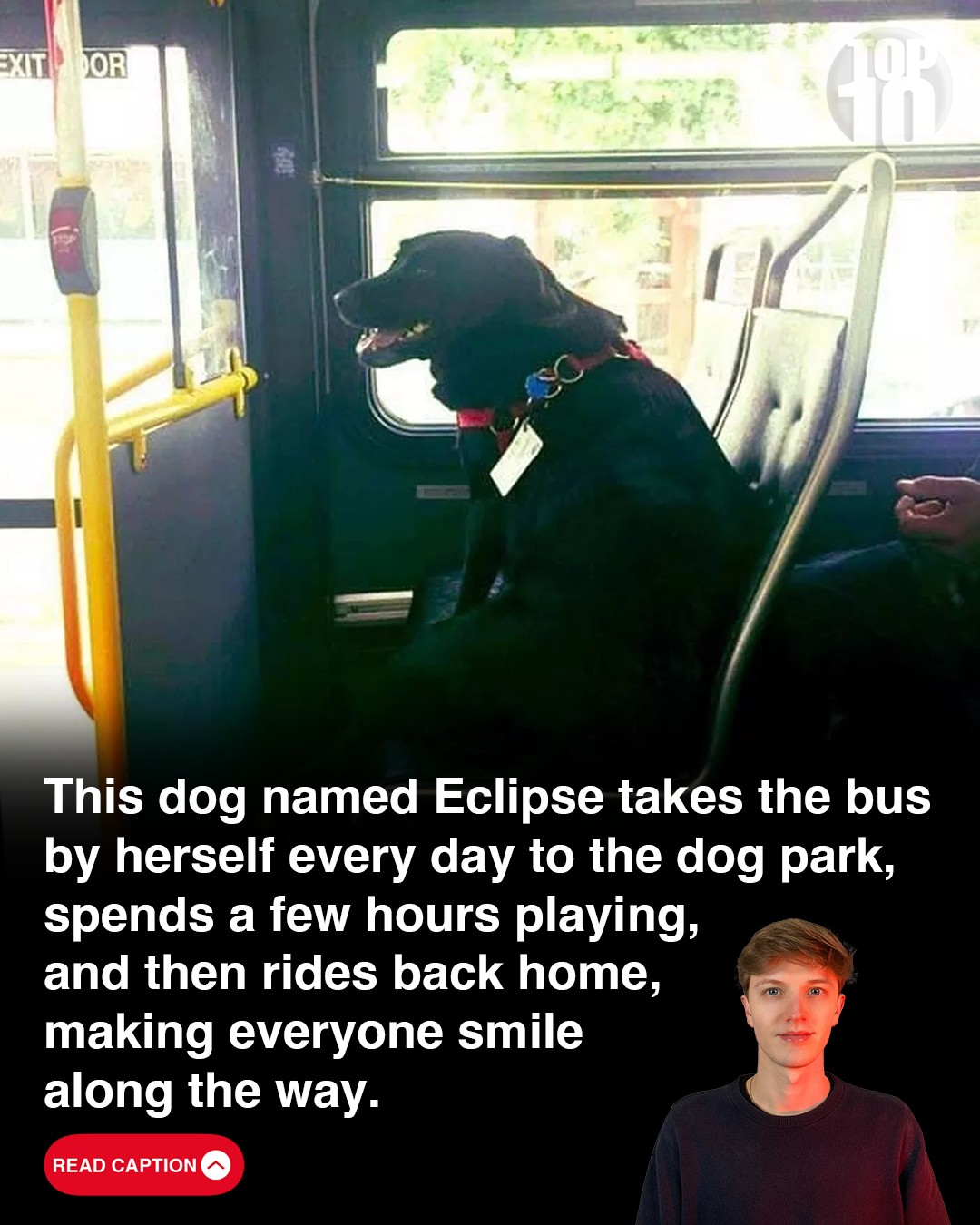 Eclipse: The Little Dog Who Rides the Bus All by Herself