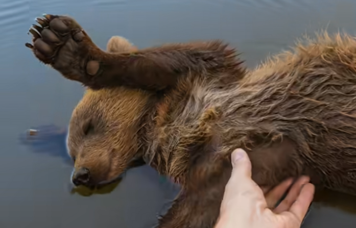 I Rescued a Bear Cub and Almost Lost My Life – The Shocking Story