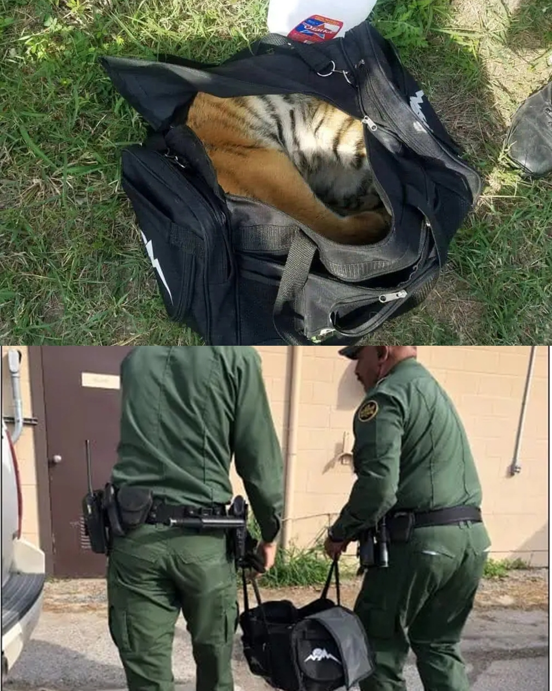 The Tiger in the Bag: A Rescue at the Border That Shocked America