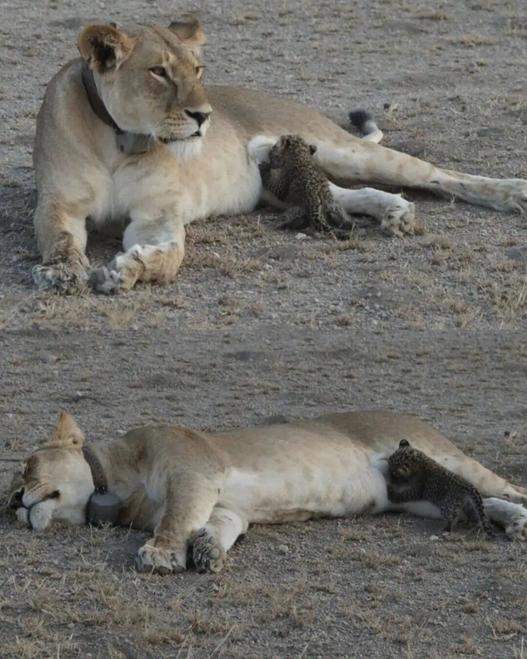 When Nature Forgets Its Rules: The Lioness Who Nursed a Leopard