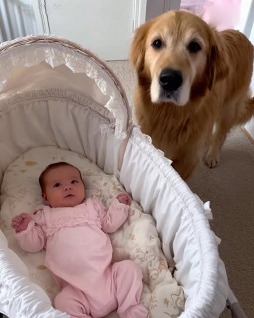 Beau the Guardian: How a Golden Retriever Saved His Baby Girl