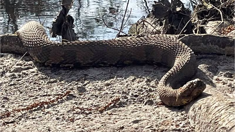 Enormous Serpent Discovered Deep in Remote Jungle – Experts Left Speechless