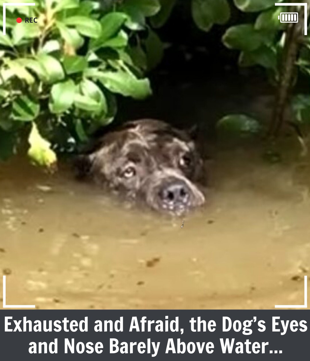 Heartwarming Rescues Unite Heroes and Lost Pets Amid Louisiana’s Historic Floods