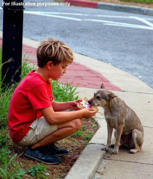 The Boy, The Stray, and The Secret That Changed Everything