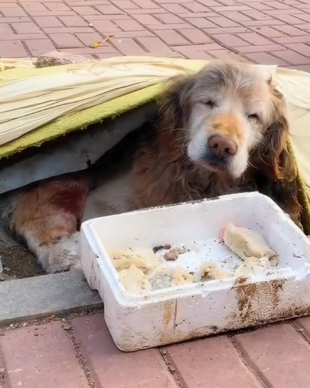 Unbreakable Spirit: Abandoned, Blind, and Waiting for Love