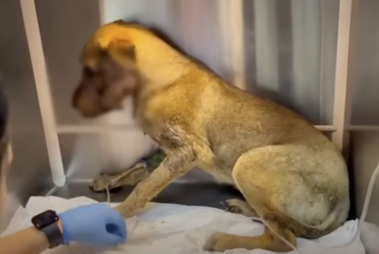 From Broken to Beautiful: The Inspiring Story of Brady’s Transformation