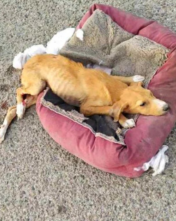 From Backyard Brawls to Forever Home: Athena’s Journey from Illegal Dog-Fighting to Happiness