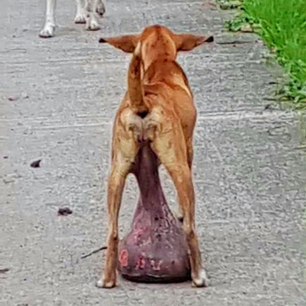 Miracle Recovery: Stray Dog With Enormous Tumor Survives Against All Odds and Finds a Forever Home