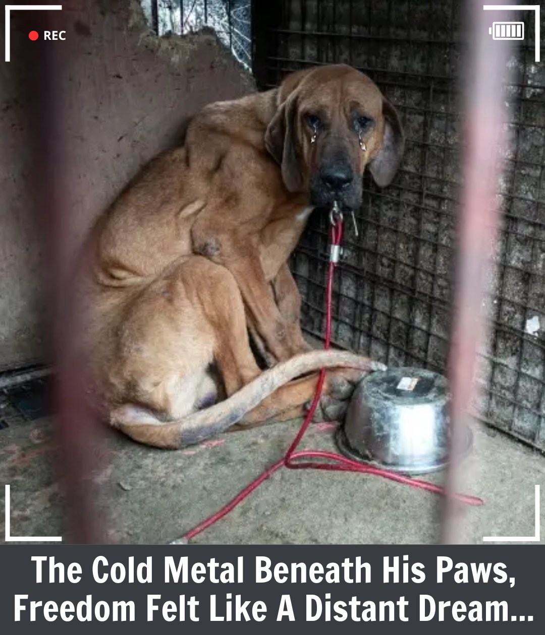 Robin’s Journey: Three Years in Waiting for a Forever Home