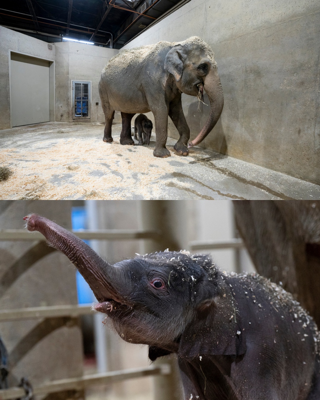 A Historic Arrival: Baby Elephant Ivy Born at Ohio Zoo