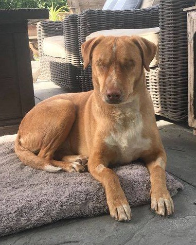 Heartless Owners Blind Dog Instead of Treating Him, Then Abandon Him — Forever Home Needed!