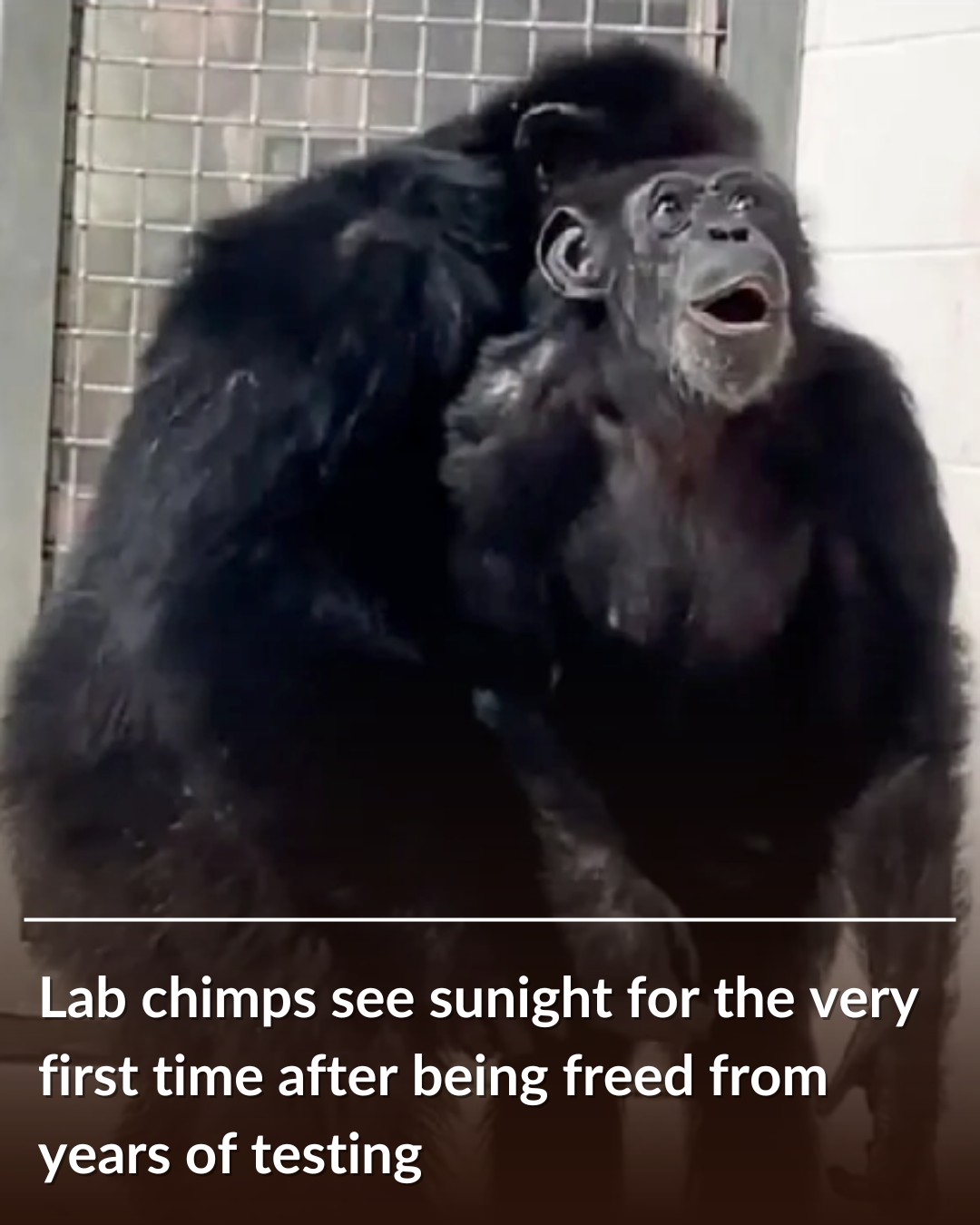 Vanilla’s First Sky: A Chimpanzee’s Heartbreaking Journey to Freedom