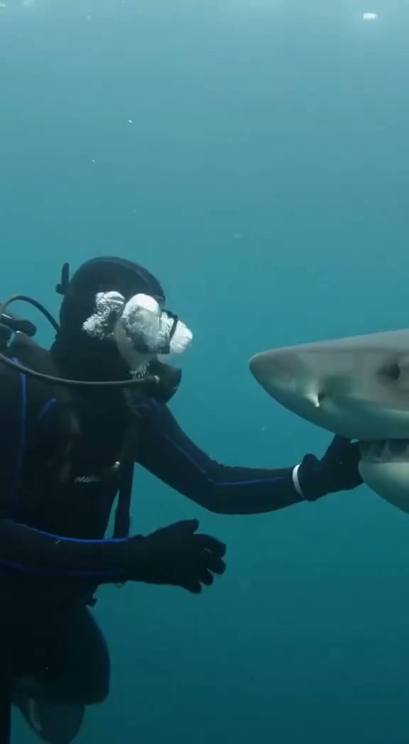 He Thought the Shark Was His Friend — What Happened Next Nearly Cost Him His Life