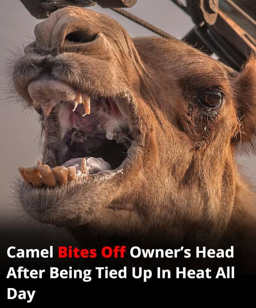 Deadly Camel Attack in India Exposes the Dangers of Animal Neglect